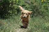 GOLDEN RETRIEVER 1156